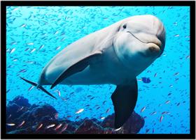 Quadro Decorativo Animais Golfinho Veterinário Pet Shop Paisagem Natureza Com Moldura RC097