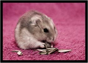 Quadro Decorativo Animais Hamster Paisagem Natureza Com Moldura RC107