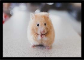 Quadro Decorativo Animais Hamster Paisagem Natureza Com Moldura RC108