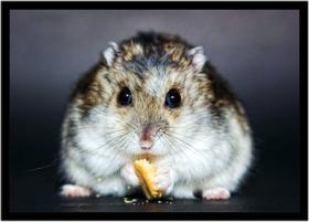 Quadro Decorativo Animais Hamster Paisagem Natureza Com Moldura RC109