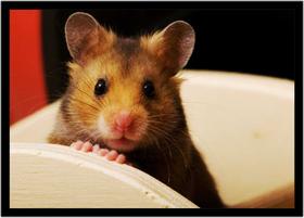 Quadro Decorativo Animais Hamster Paisagem Natureza Com Moldura RC110