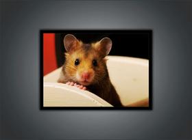 Quadro Decorativo Animais Hamster Paisagem Natureza Com Moldura RC110