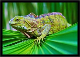 Quadro Decorativo Animais Iguana Veterinário Pet Shop Paisagem Natureza Com Moldura RC100