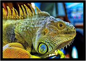 Quadro Decorativo Animais Iguana Veterinário Pet Shop Paisagem Natureza Com Moldura RC101