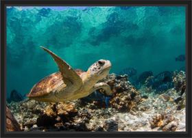 Quadro Decorativo Animais Tartaruga Petshop Decoração Com Moldura Quadro Decorativo Animais Tartaruga Petshop Decoração Com Moldura