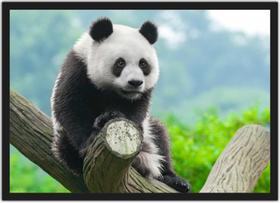 Quadro Decorativo Animais Urso Panda Com Moldura Salas Decorações Interiores