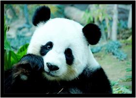 Quadro Decorativo Animais Urso Panda Veterinário Pet Shop Paisagem Natureza Com Moldura RC095 Quadro Decorativo Animais Urso Panda Veterinário Pet Shop Paisagem Natureza Com Moldura RC095