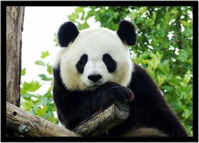 Quadro Decorativo Animais Urso Panda Veterinário Pet Shop Paisagem Natureza Com Moldura RC096 Quadro Decorativo Animais Urso Panda Veterinário Pet Shop Paisagem Natureza Com Moldura RC096