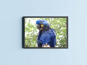 Quadro Decorativo Arara Azul Fauna Brasileira com Moldura E Acetato Tamanho A3