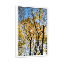 Quadro Decorativo Árvores De Outono Folhas Amarelas 60x40cm