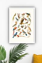 Quadro Decorativo Aves Variadas - 70X50Cm