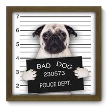 Quadro Decorativo - Bad Pug - 33cm x 33cm - 047qdsm Quadro Decorativo - Bad Pug - 33cm x 33cm - 047qdsm