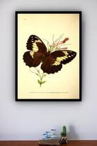 Quadro Decorativo Borboleta Marrom - 70X50Cm