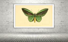 Quadro Decorativo Borboleta Verde Vintage - 70x50cm Quadro Decorativo Borboleta Verde Vintage - 70x50cm