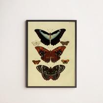 Quadro Decorativo Borboletas Vintage 33x24cm - com vidro