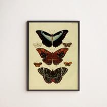 Quadro Decorativo Borboletas Vintage 45x34cm - com vidro Quadro Decorativo Borboletas Vintage 45x34cm - com vidro