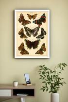 Quadro Decorativo Borboletas Vintage - 70x50cm