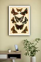 Quadro Decorativo Borboletas Vintage - 70X50Cm