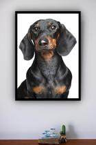 Quadro Decorativo Cachorro Black Dachshund - 70X50Cm