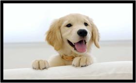 Quadro Decorativo Cachorro Cute Veterinário Pet Shop Casa Com Moldura RC003