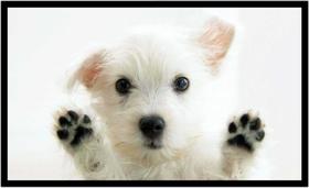 Quadro Decorativo Cachorro Cute Veterinário Pet Shop Casa Com Moldura RC005 Quadro Decorativo Cachorro Cute Veterinário Pet Shop Casa Com Moldura RC005