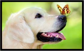 Quadro Decorativo Cachorro Labrador Retriever Veterinário Pet Shop Casa Com Moldura RC001