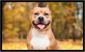 Quadro Decorativo Cachorro Pit Bull Veterinário Pet Shop Casa Com Moldura RC002 Quadro Decorativo Cachorro Pit Bull Veterinário Pet Shop Casa Com Moldura RC002