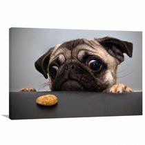 Quadro decorativo Cachorro Pug com Tela em Tecido