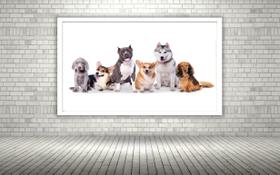 Quadro Decorativo Cachorros Pet Shop - 70x50cm