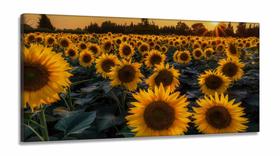 Quadro Decorativo Campo de Girasol em Tecido Canvas 130x60 Quadro Decorativo Campo de Girasol em Tecido Canvas 130x60