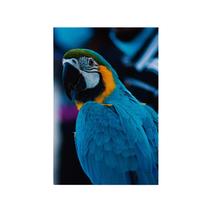 Quadro Decorativo Canvas Arara Azul Amarelo Ave Colorido