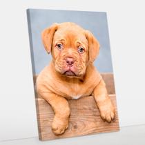 Quadro Decorativo Canvas Cachorro Filhote 50x70 - Foto Paulista