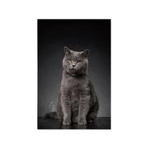 Quadro Decorativo Canvas Gato Cinza Olho Amarelo 70x50cm Quadro Decorativo Canvas Gato Cinza Olho Amarelo 70x50cm