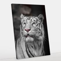 Quadro Decorativo Canvas Tigre Branco 50x70 - Foto Paulista