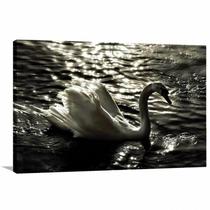 Quadro decorativo Cisne - Animais - Tela em Tecido Canvas