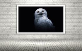 Quadro Decorativo Coruja Branca Neve - 70x50cm