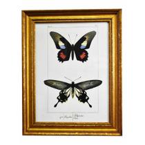 Quadro Decorativo de Borboleta Polymetus Borda Dourada