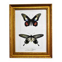 Quadro Decorativo de Borboleta Polymetus Borda Dourada