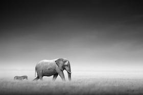 Quadro Decorativo Elefante e Zebra P&b