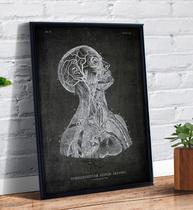 Quadro Decorativo Emoldurado Anatomia Sistema Cardiovascular Art