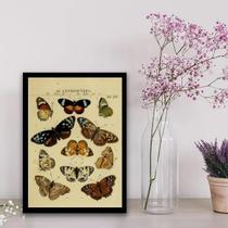 Quadro Decorativo Espécie De Borboletas 24X18Cm - Com Vidro