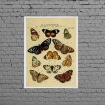 Quadro Decorativo Espécie De Borboletas 45x34cm - com vidro