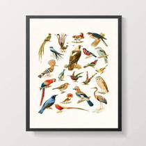 Quadro Decorativo Espécies De Passarinhos 45X34Cm
