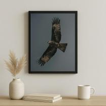 Quadro Decorativo Falcão Peregrino Cinza E Preto 24X18Cm