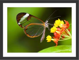 Quadro Decorativo Flor Borboleta Salas Decorações Com Moldura