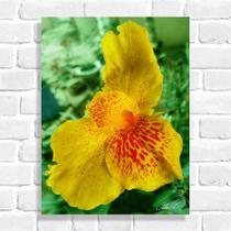 Quadro Decorativo Flor Cana da Índia Amarela (Originais do Brasil) Quadro Decorativo Flor Cana da Índia Amarela (Originais do Brasil)