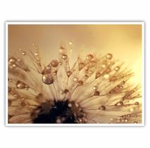 Quadro Decorativo Flor Gotas Orvalho 90x60 para Sala Quarto Quadro Decorativo Flor Gotas Orvalho 90x60 para Sala Quarto