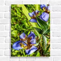 Quadro Decorativo Flor Iris Azul (Coleção Originais do Brasil)