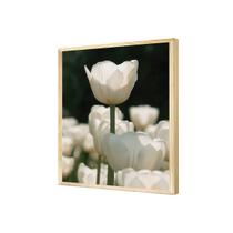 Quadro Decorativo Flores Tulipas Brancas Plantas Jardim