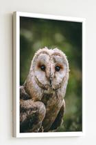 Quadro Decorativo Foto Coruja Fundo Verde - 70X50Cm